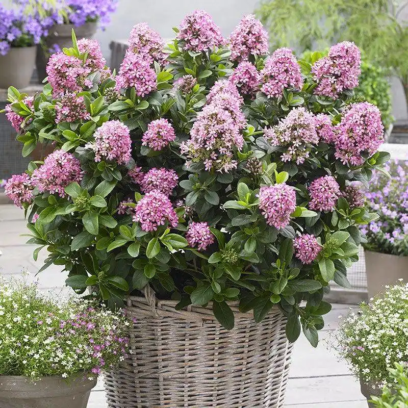 Escallonia