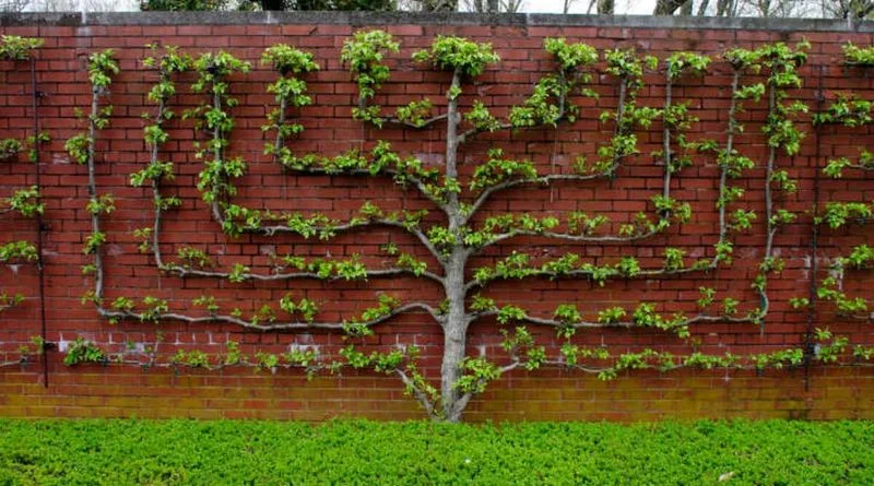 Espaliered Fruit Trees