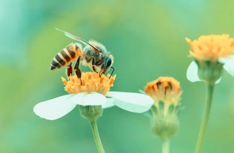 Attracting Beneficial Insects
