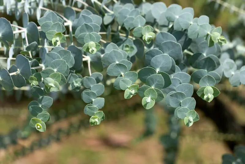 Eucalyptus Elixir