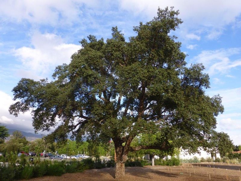 Cork Oak