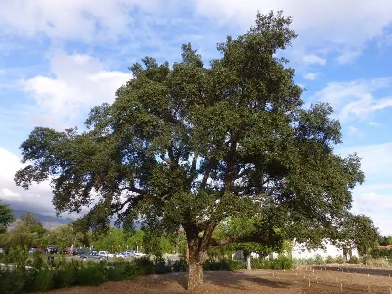 Cork Oak