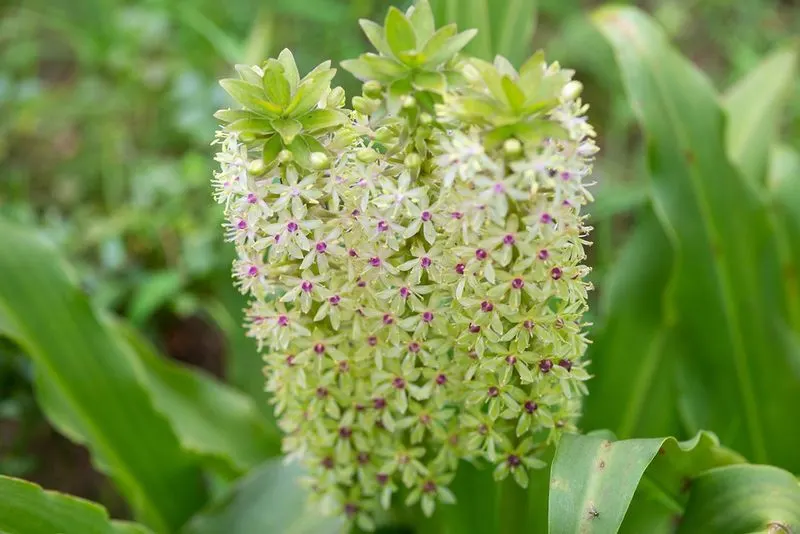 Eucomis (Pineapple Lily)
