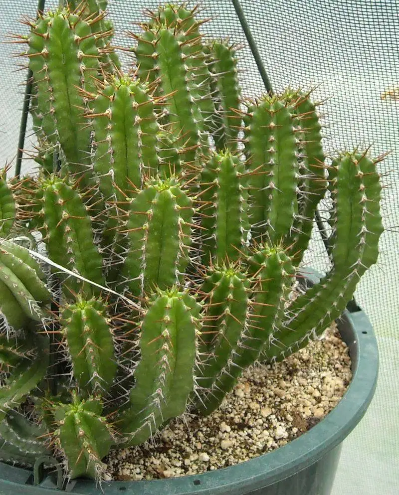 Euphorbia