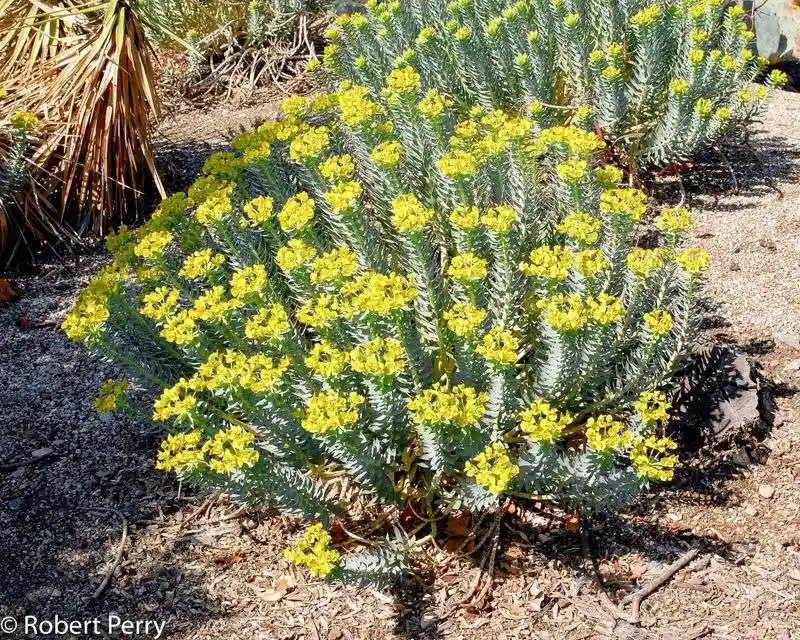 Euphorbia Rigida