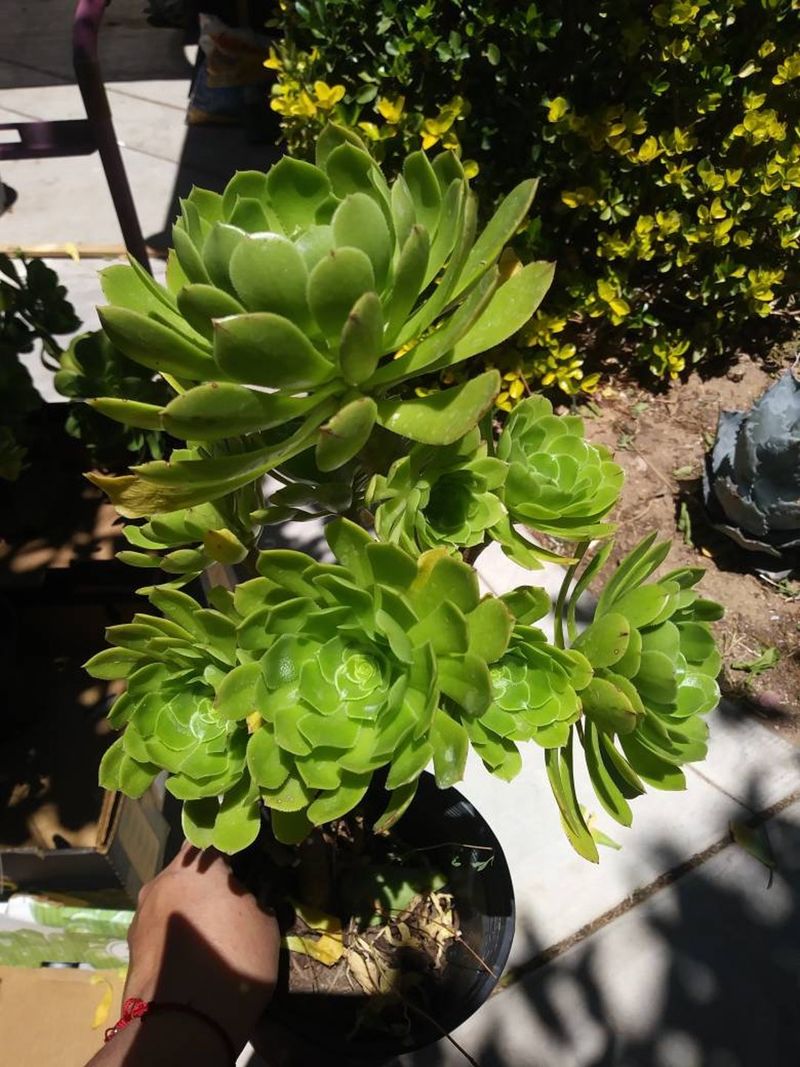 Aeonium Arboreum
