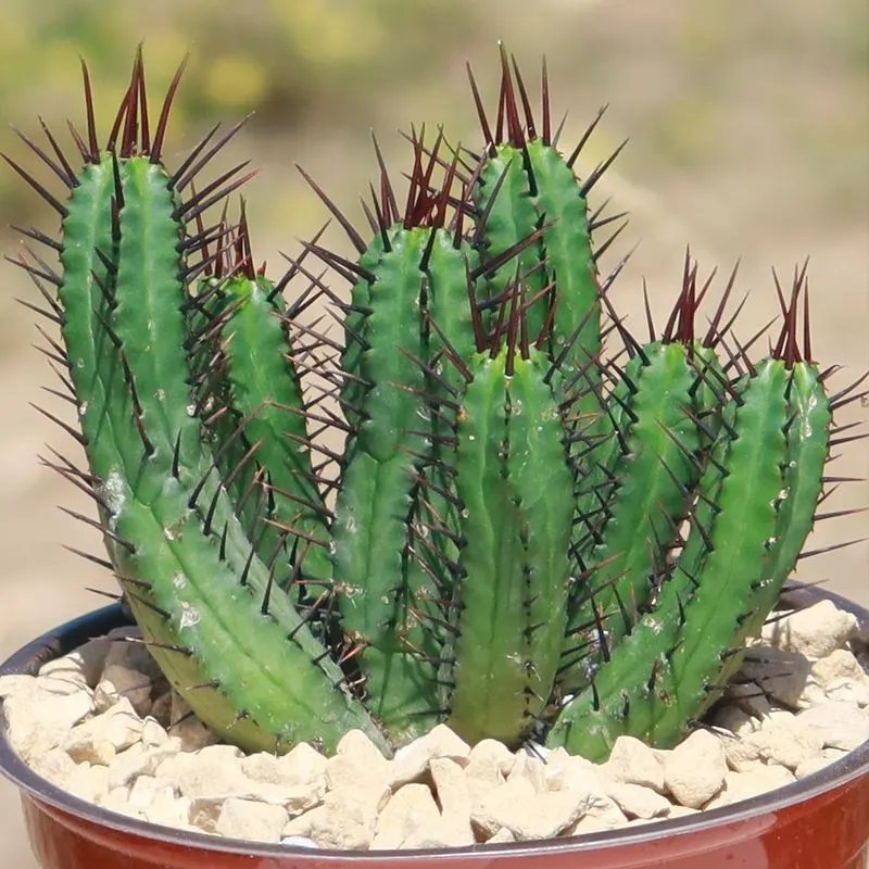 Euphorbia
