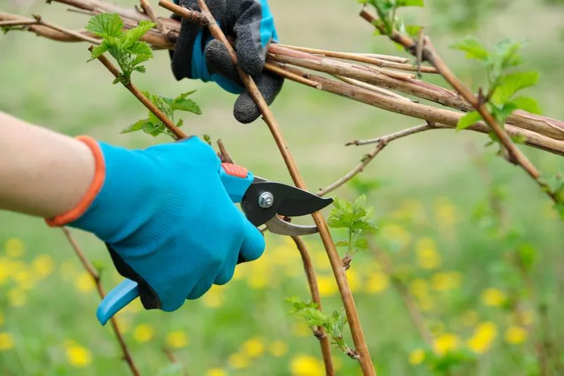 Even Pruning Techniques