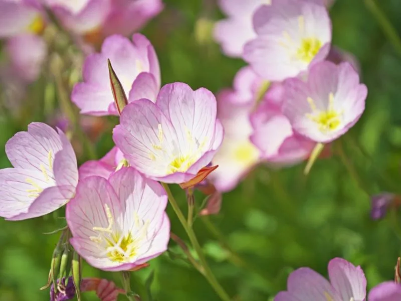 Evening Primrose