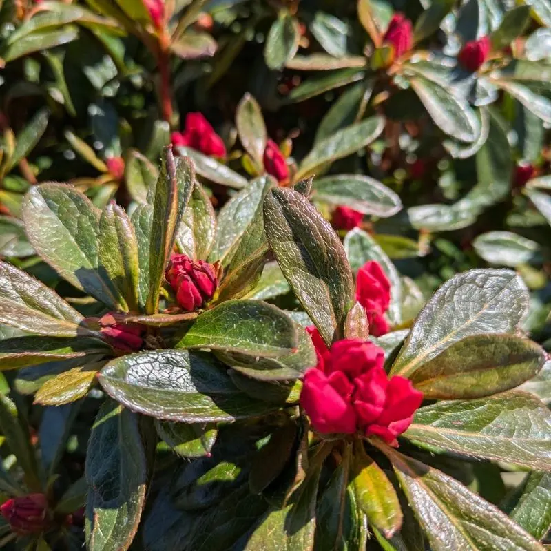 Evergreen Azalea