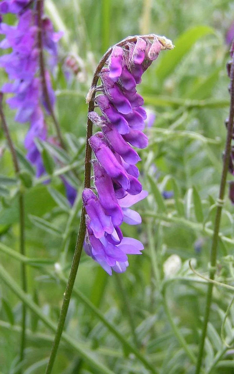 Velvet Violet Vetch