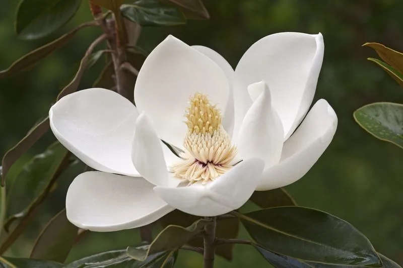 Evergreen Magnolia
