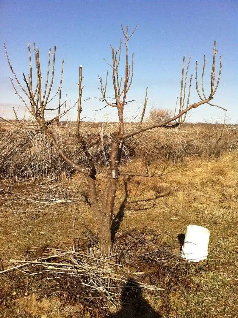 Over-Pruning