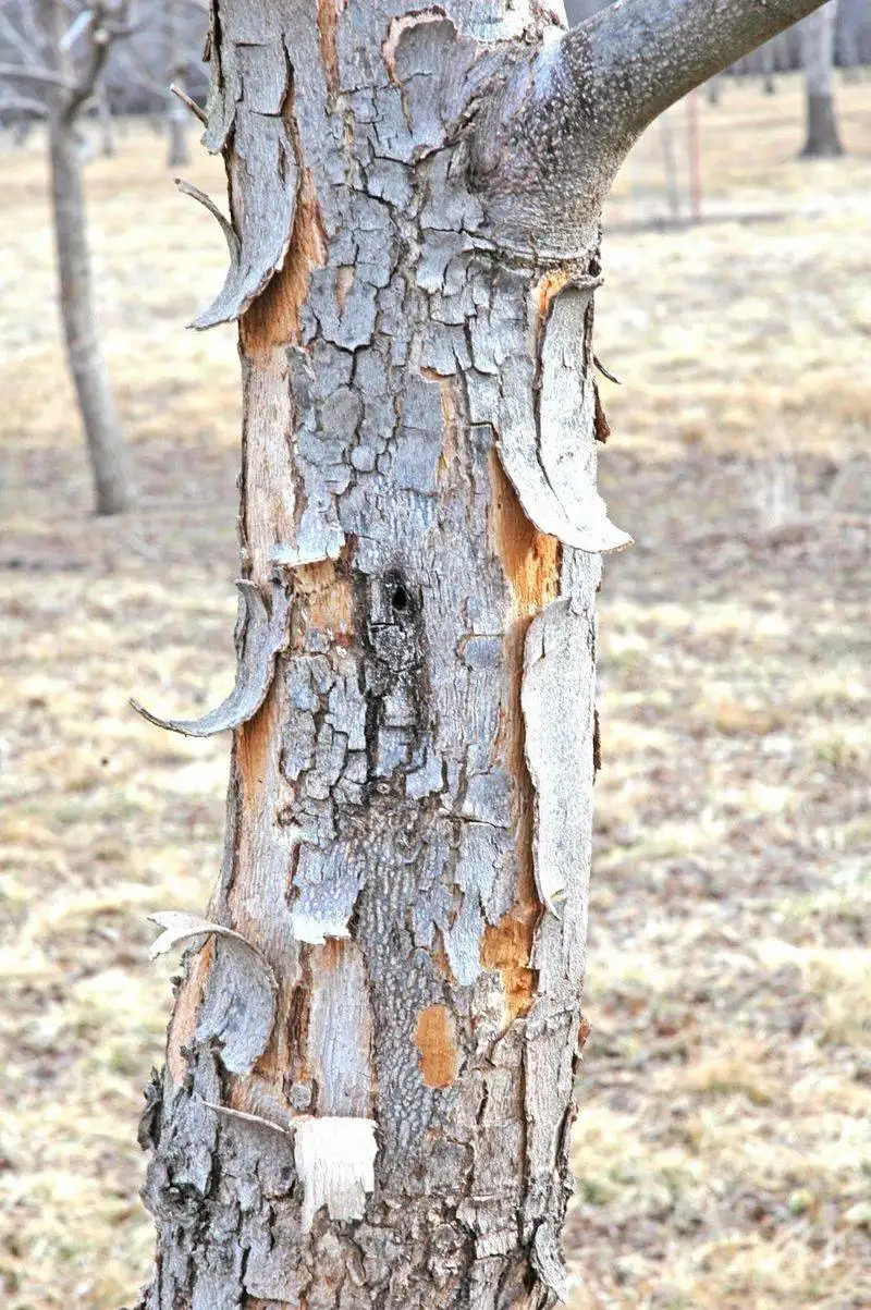 Cracked or Peeling Bark