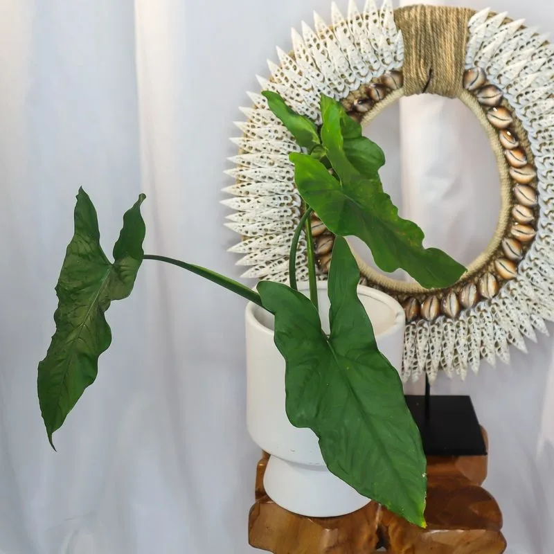 Experiment with Plant Arrangements