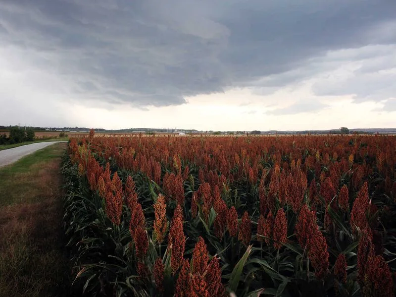 Myth: Dryland Crops Lack Nutrition