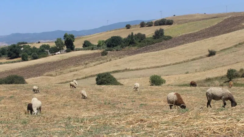 Myth: Dryland Farming Cannot Support Livestock