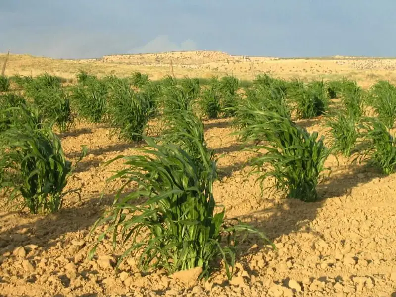 Myth: Dryland Farming Harms the Environment