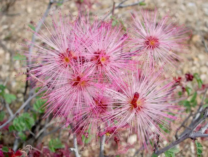 Fairy Duster