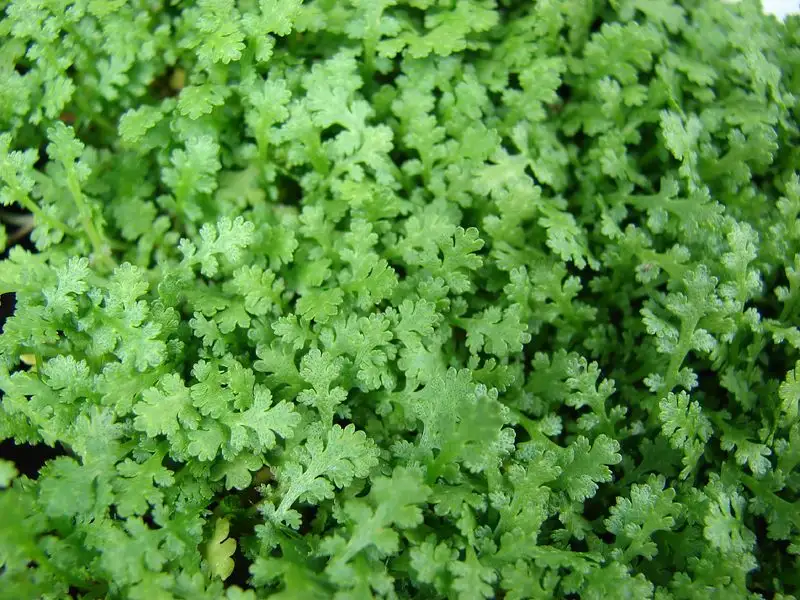 Fairy Fern