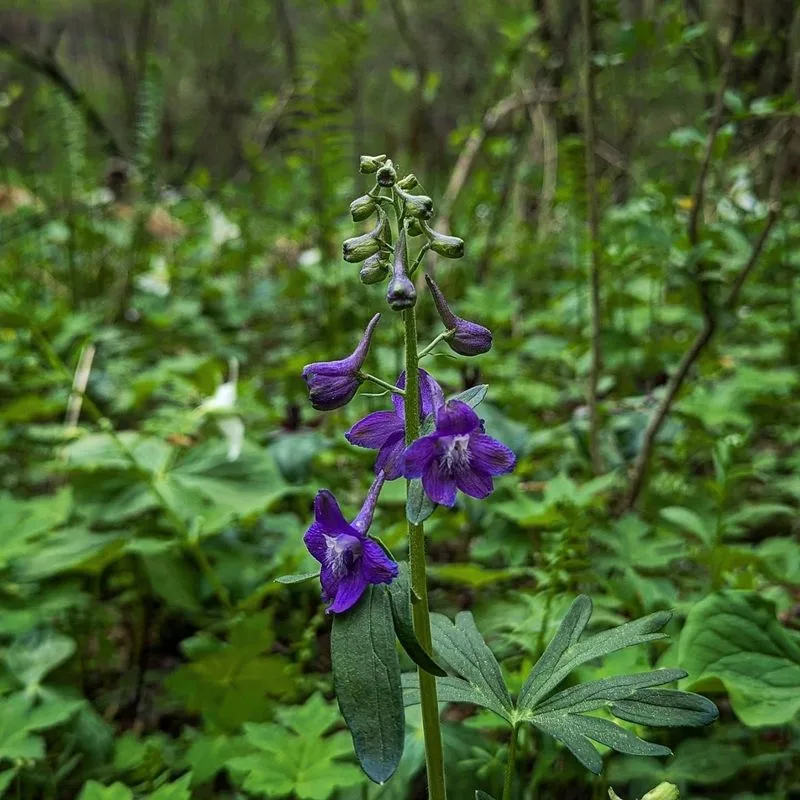 Drooping Delphinium