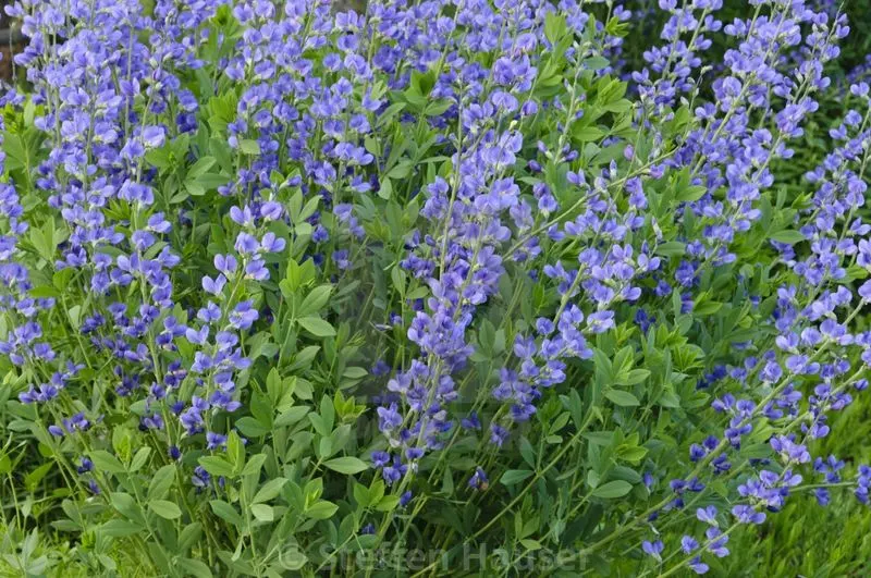 False Indigo