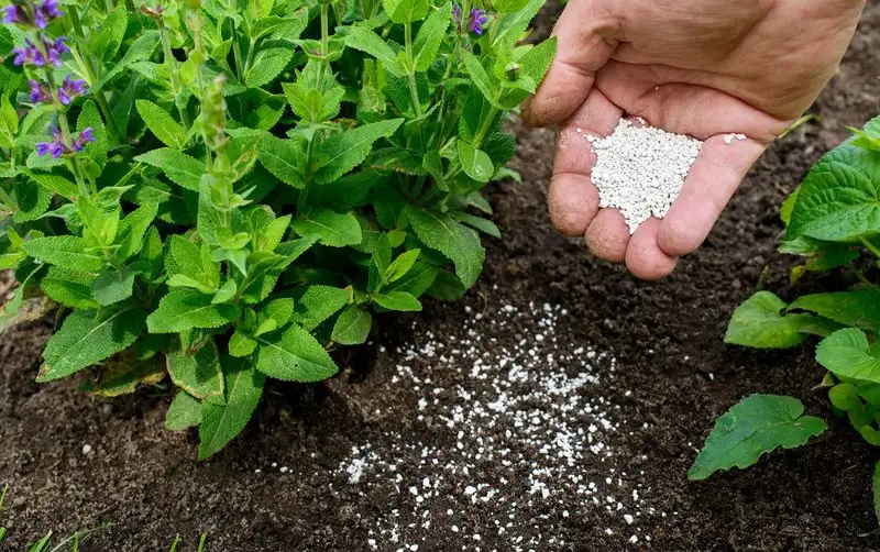 Feed Your Soil, Not Just Your Plants