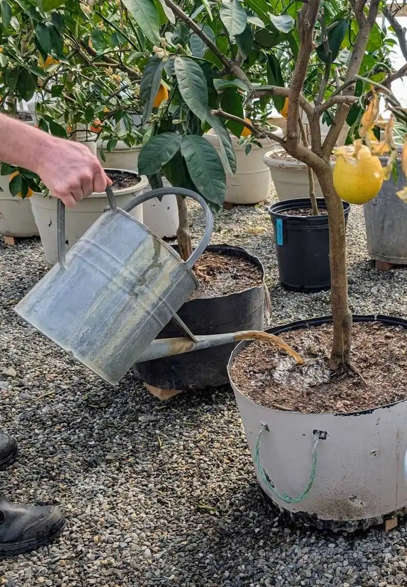 Feeding with Compost Tea