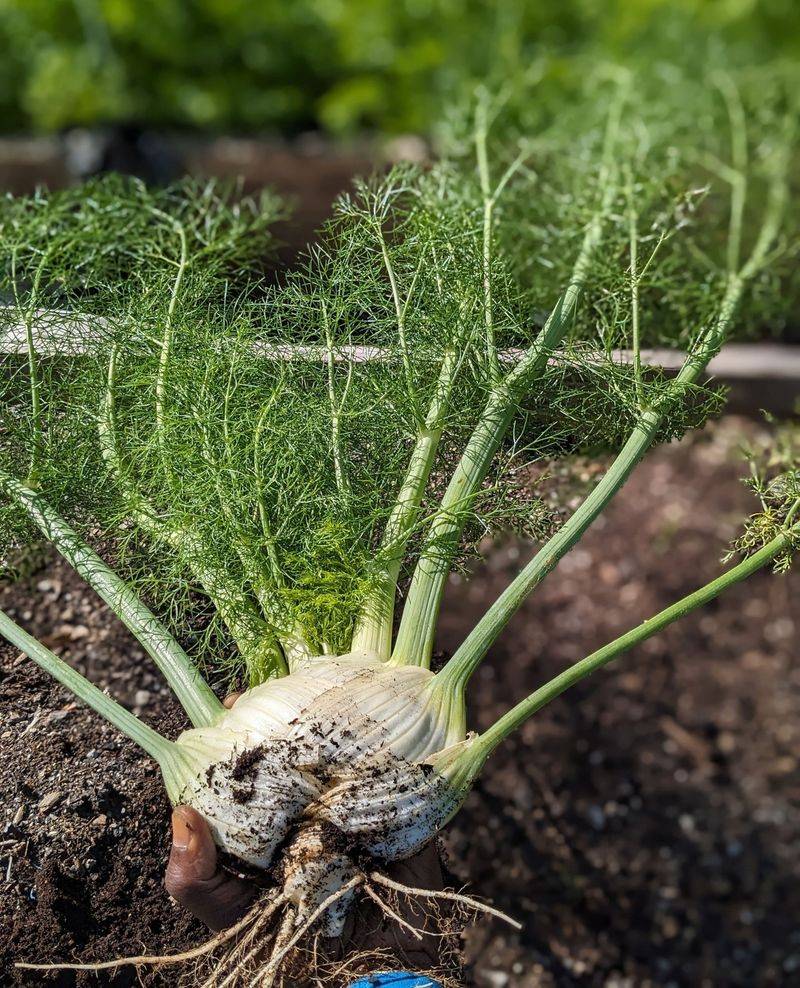Fennel