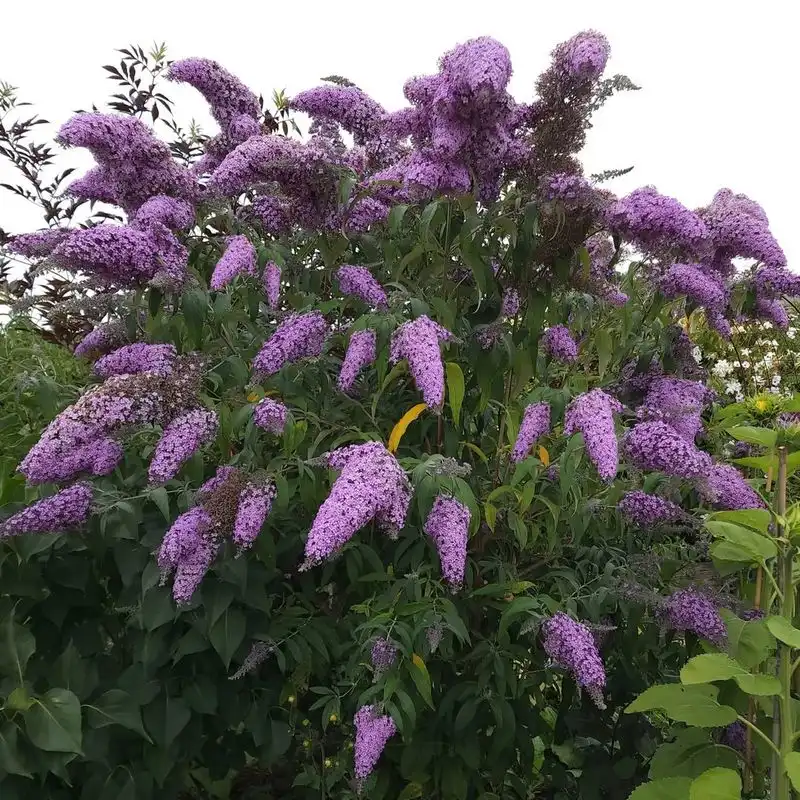 Buddleia (Butterfly Bush)