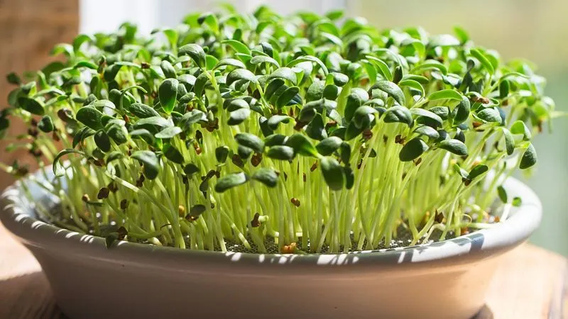 Fenugreek Microgreens