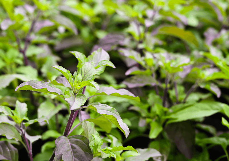 Holy Basil