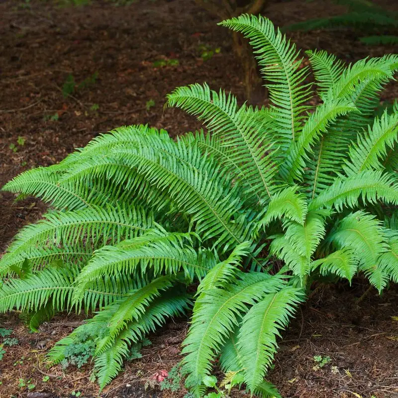 Fern