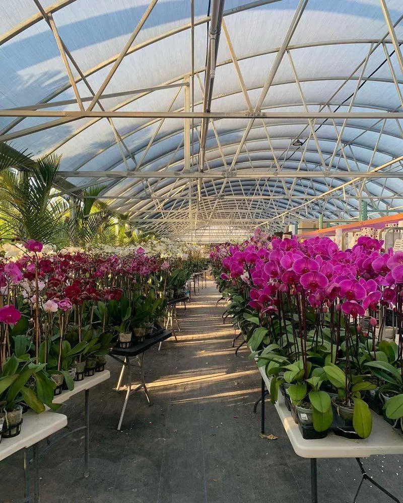Orchid