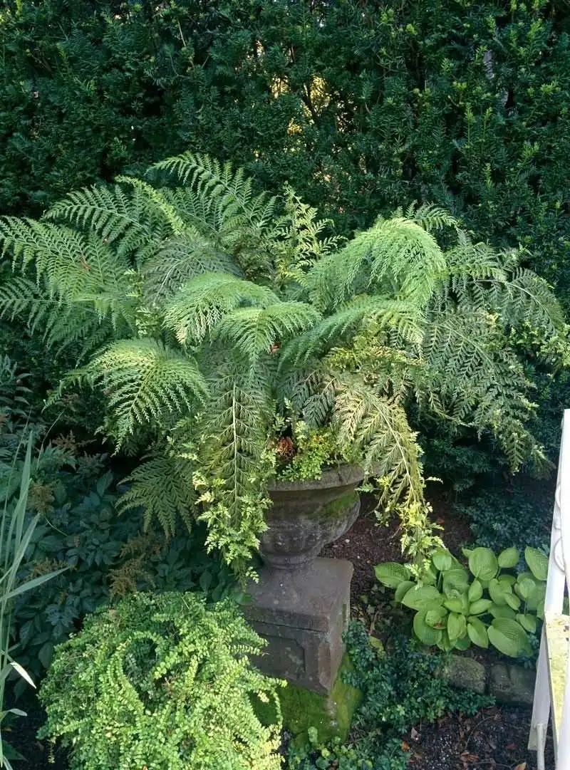 Fern Fantasy