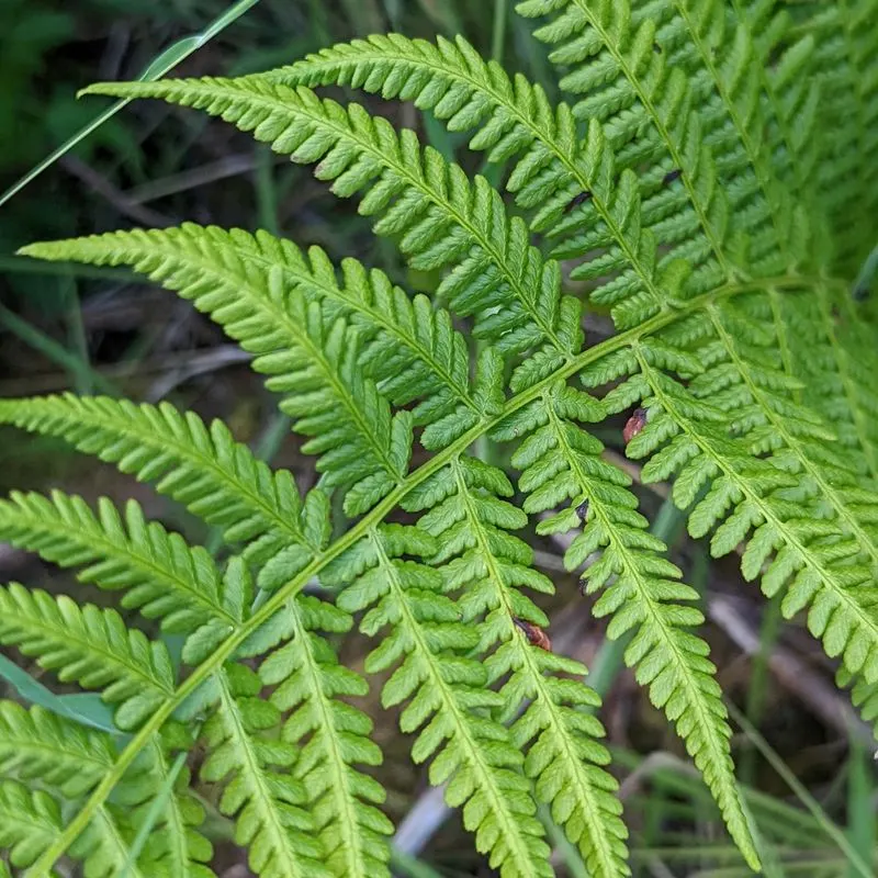 Fern Frond