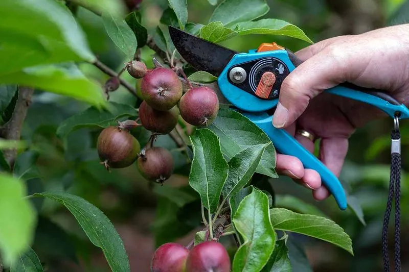 Thinning Fruit for Quality