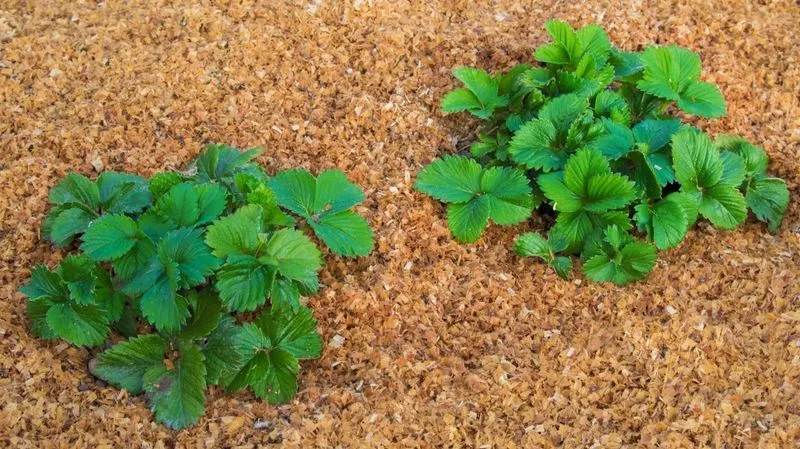 Mulching for Moisture Retention