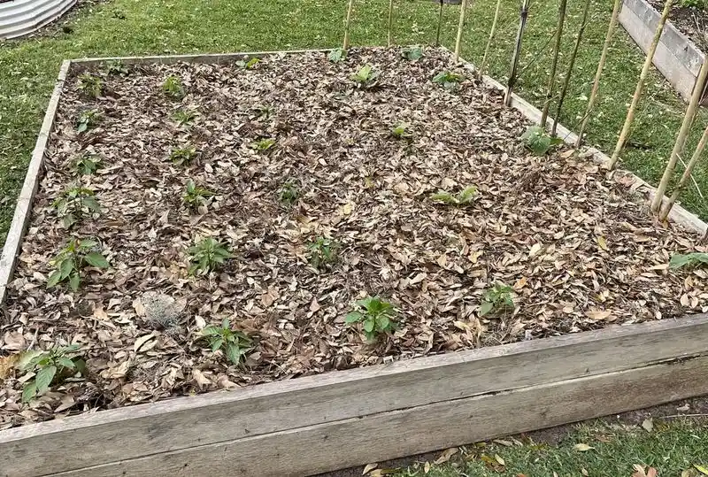 Control Weeds Naturally