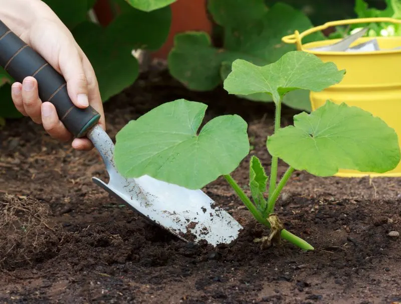 Fertilize Regularly