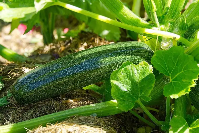 Fertilize Wisely