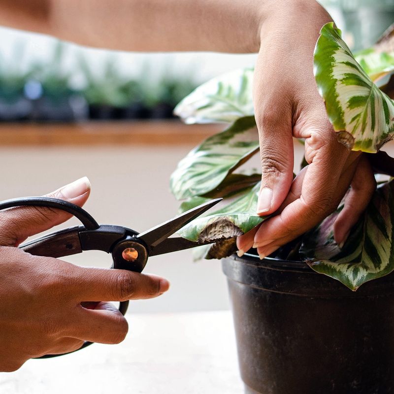 Trim with Care