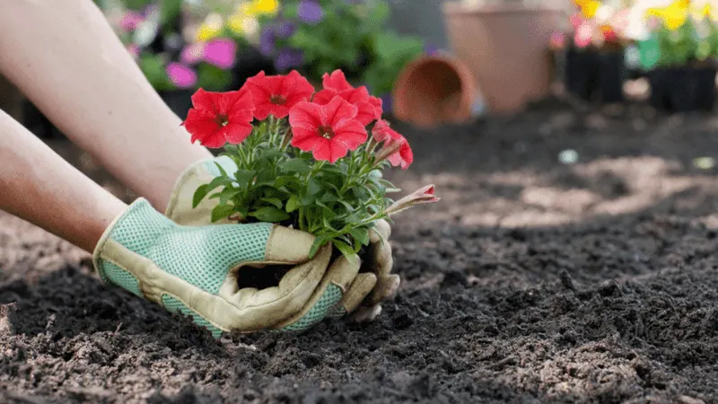 Fertilize Wisely
