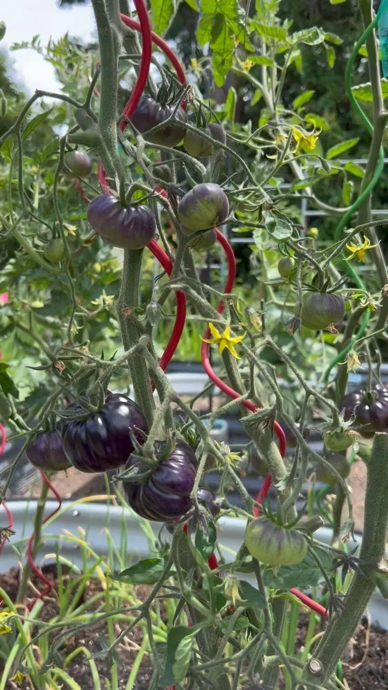 Fertilize at Key Stages