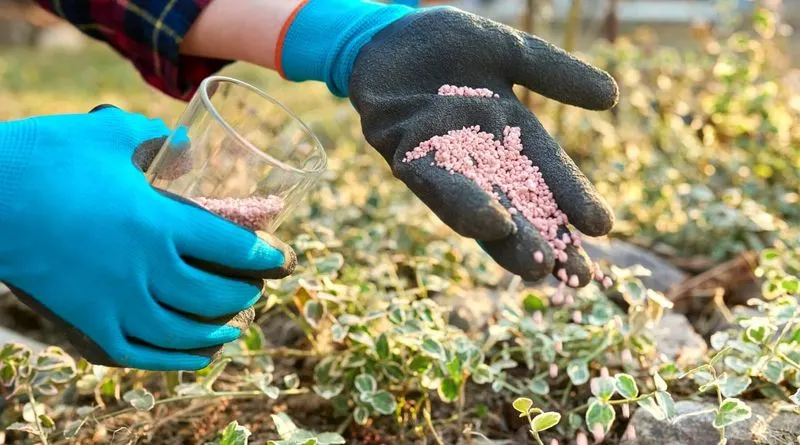 Fertilizing Every Week