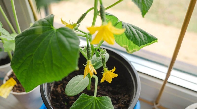Fertilizing Incorrectly