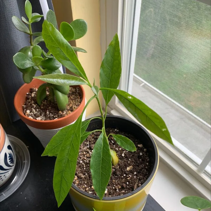 Fertilizing for Growth