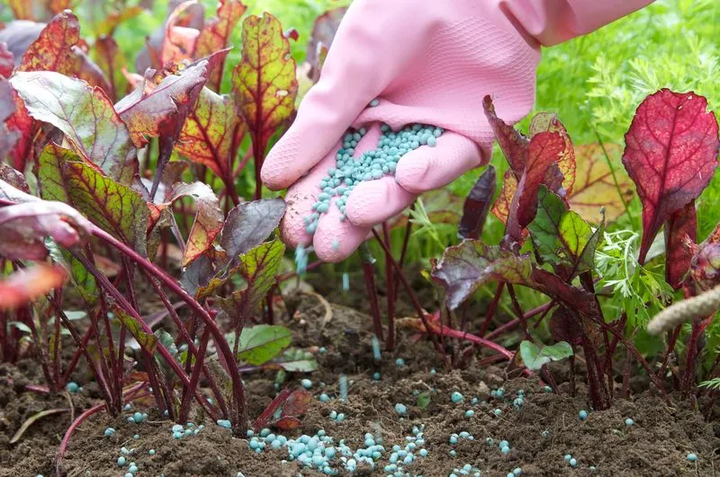 Fertilizing the Garden