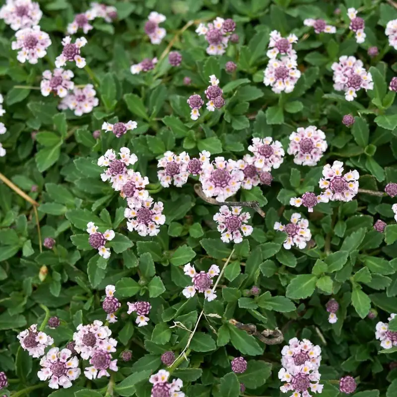 Lippia