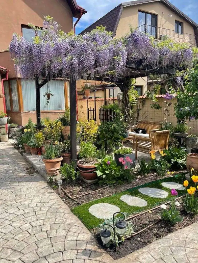 Wisteria